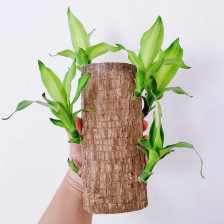【带芽高15厘米精品】水养水培巴西木幸运木开花盆栽花卉四季常青