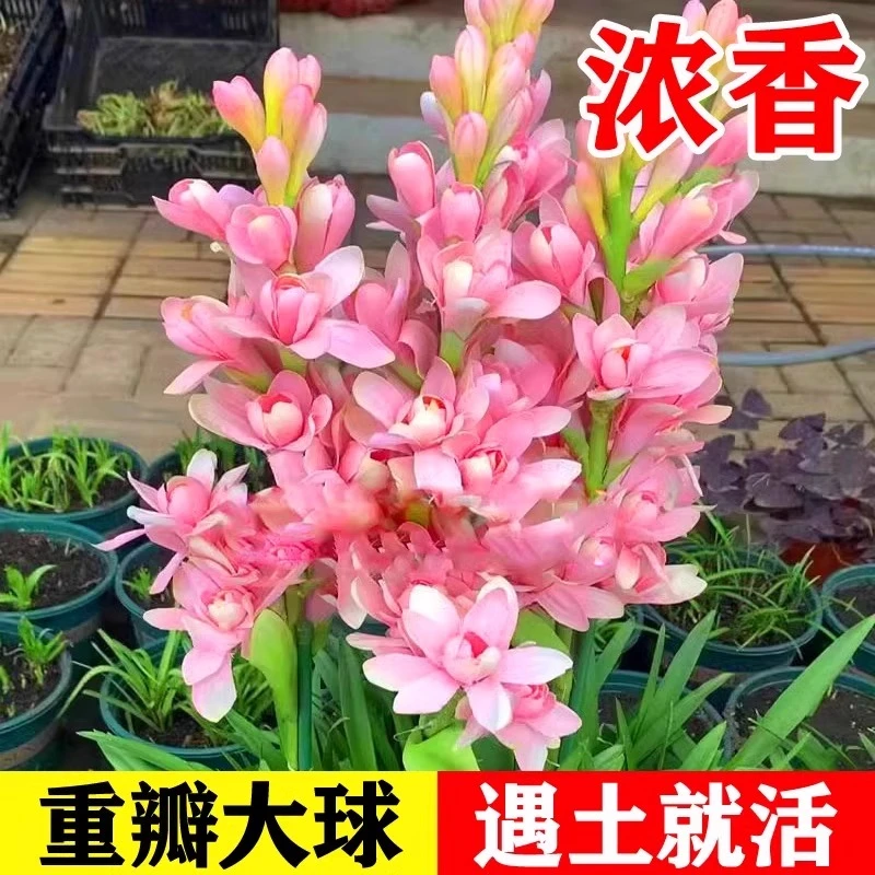 重瓣晚香玉种球夜来香大花球根浓香型多年生室内庭院阳台盆栽花卉