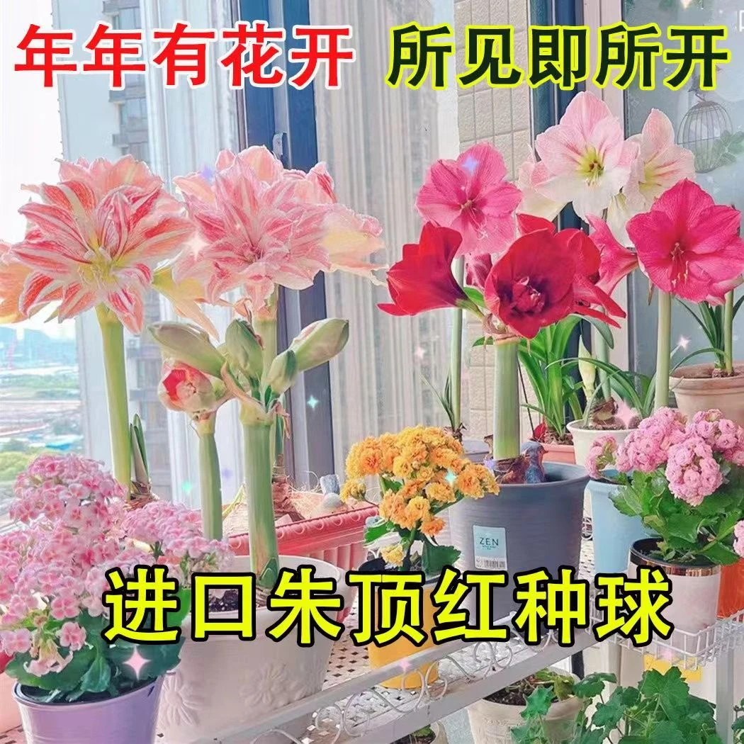重瓣朱顶红种球大花浓香好养活室内盆栽四季开花种子植物