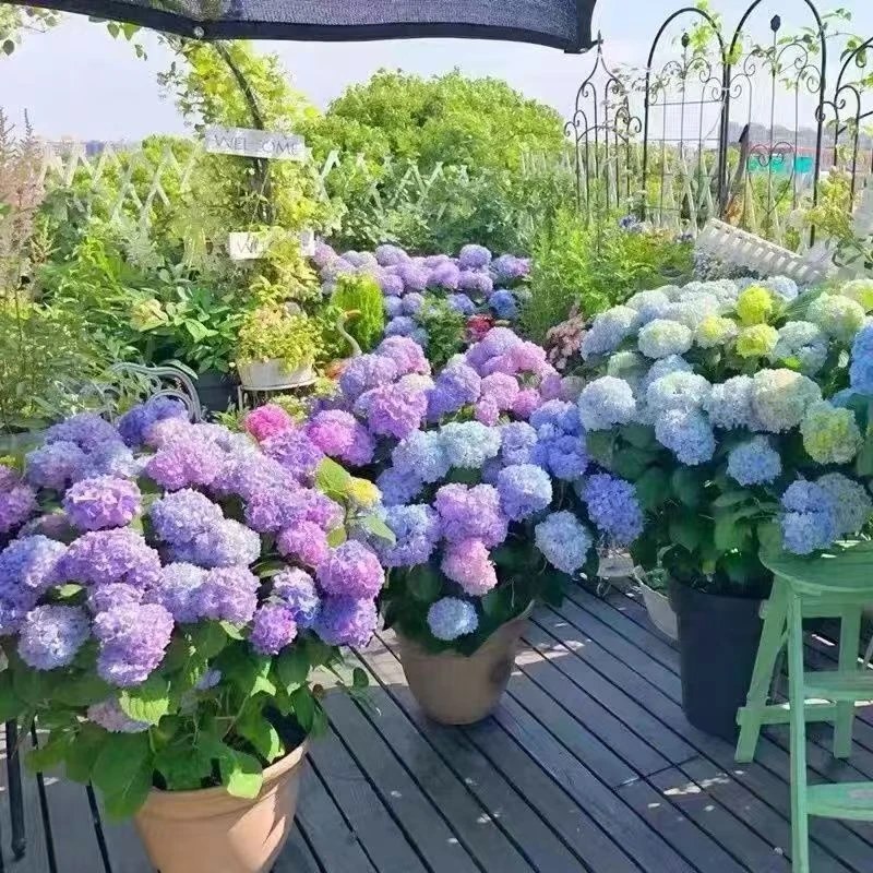 无尽夏大花绣球花苗庭院阳台盆栽绿植花卉