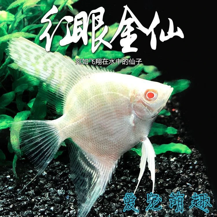 红眼金仙热带金仙群游观赏观赏鱼燕鱼