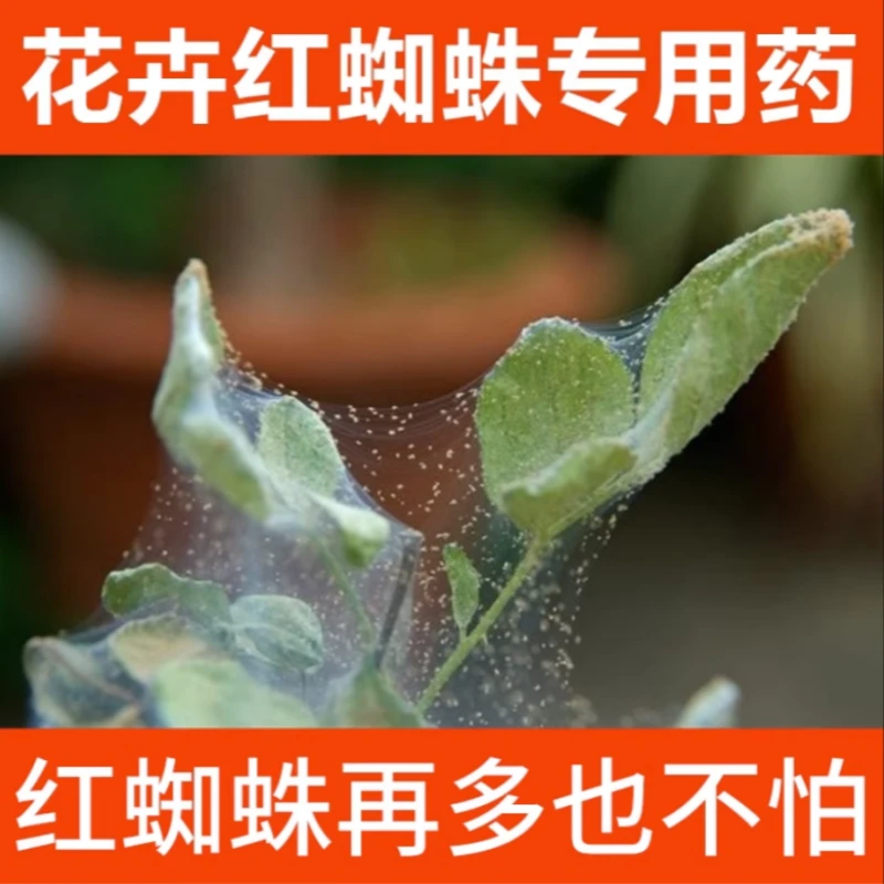 红蜘蛛专用药月季玫瑰杀螨虫黄蜘蛛白蜘蛛杀虫剂花药病虫害送喷壶