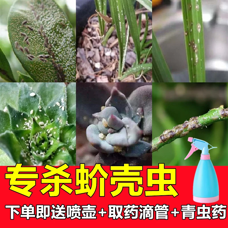 蚧壳虫杀虫剂套装花药盆栽多肉月季花发财树花卉农药蚧必治送喷壶