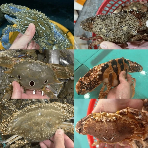 杂蟹链接 海源活鲜 现场称重【保鲜不保活】单只5两左右 3斤,2斤