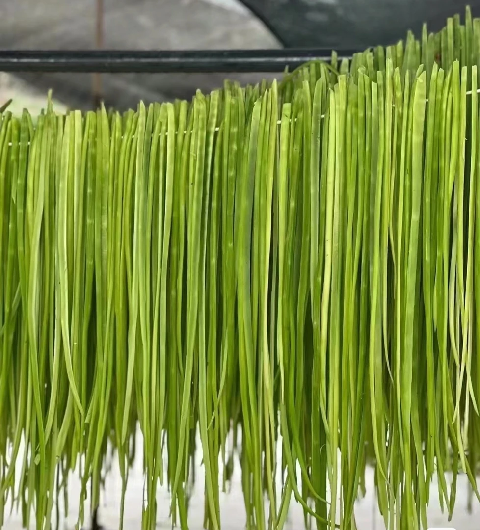 【新疆包邮】精选贡菜干货涮火锅凉拌食材脱水蔬菜苔菜无叶苔菜农家