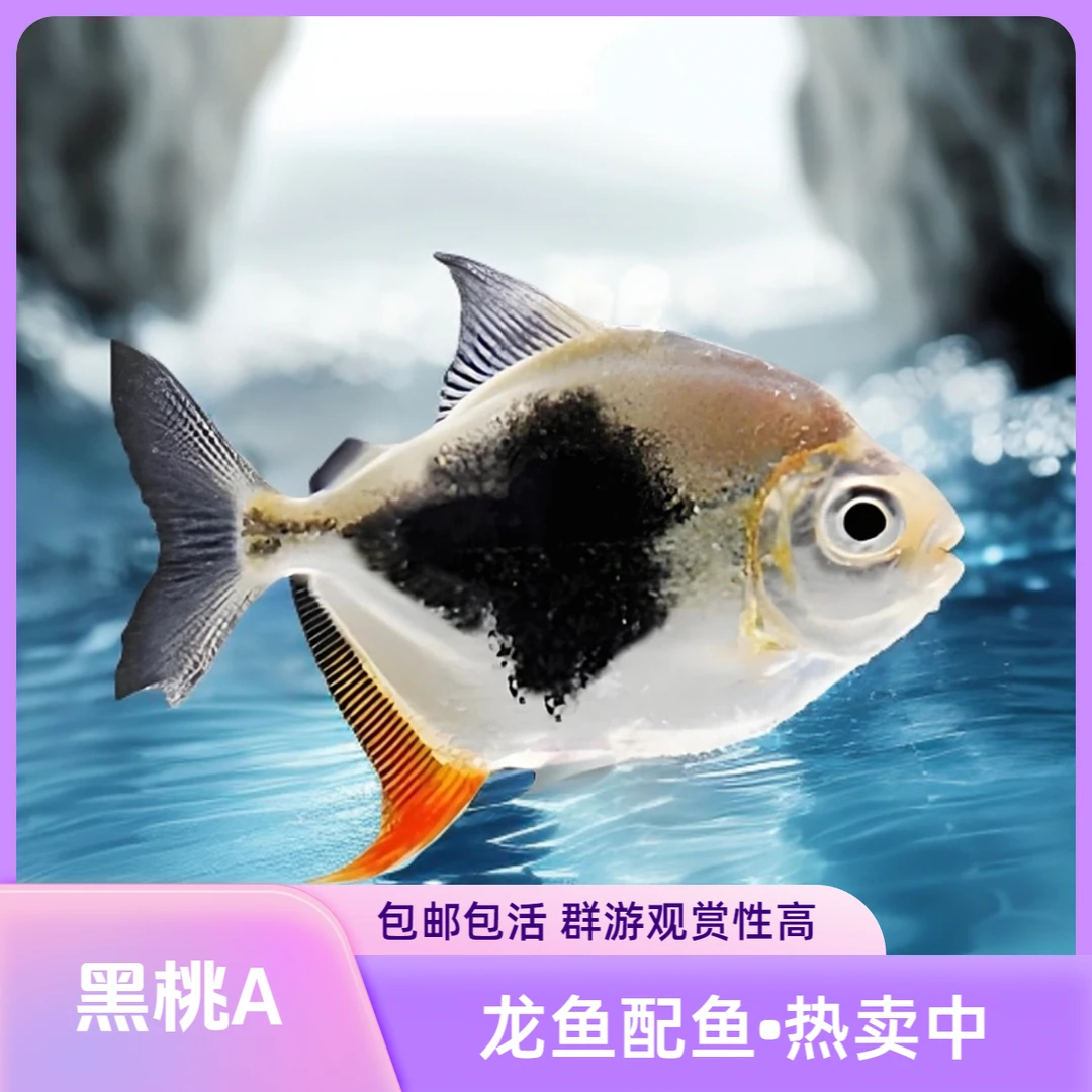 黑桃A热带观赏鱼个性好养龙鱼配鱼