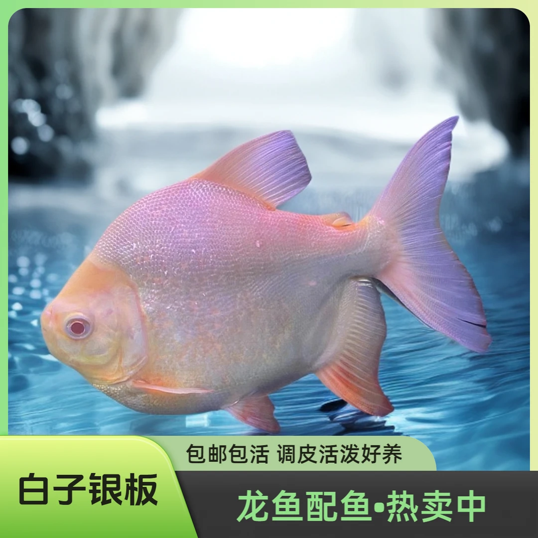 精品0号短身白子银板18-22cm  好养性格活泼 龙鱼高端配鱼