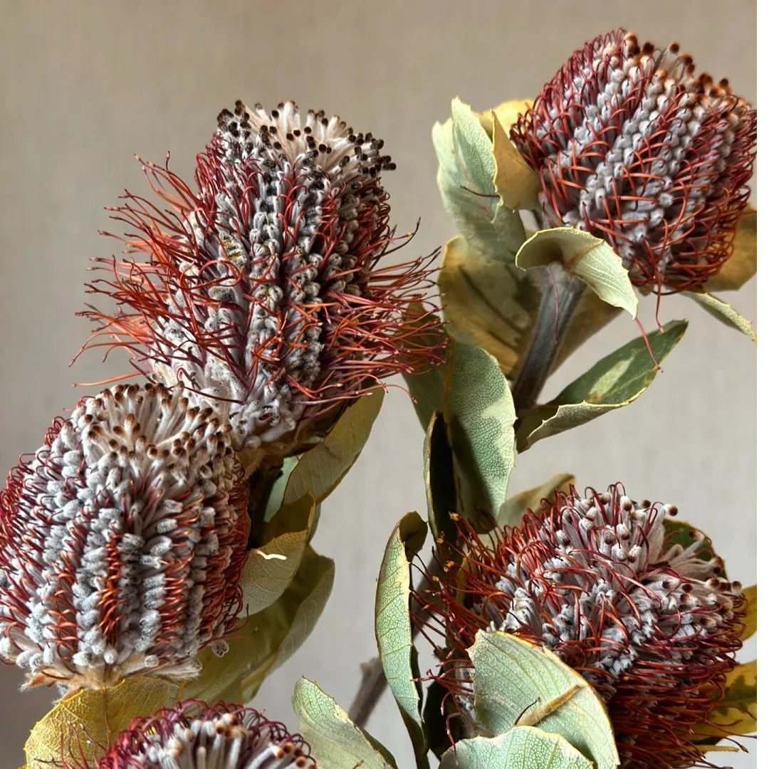 进口花材鲜切花|玉米佛塔+斑克木花材混搭风
