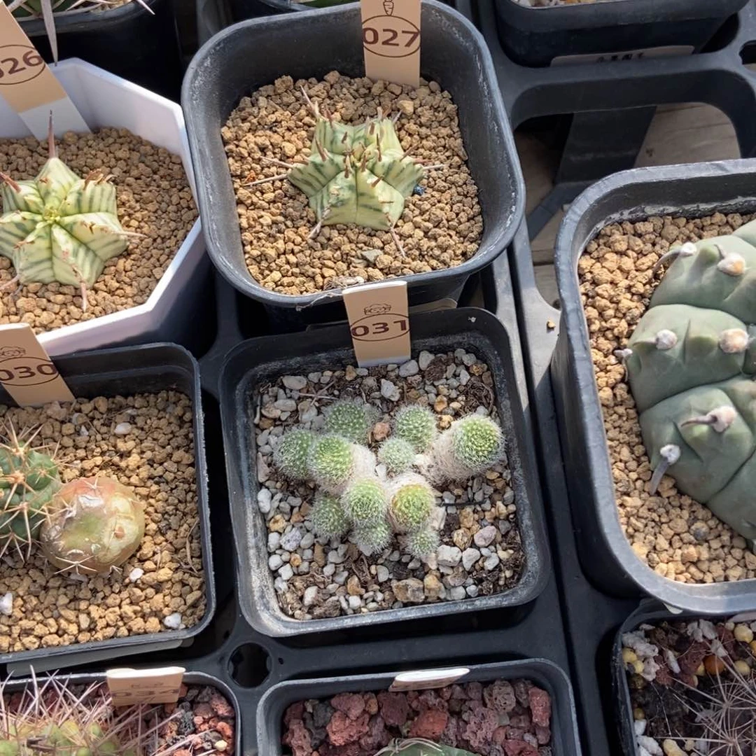 L****0仙人球植物