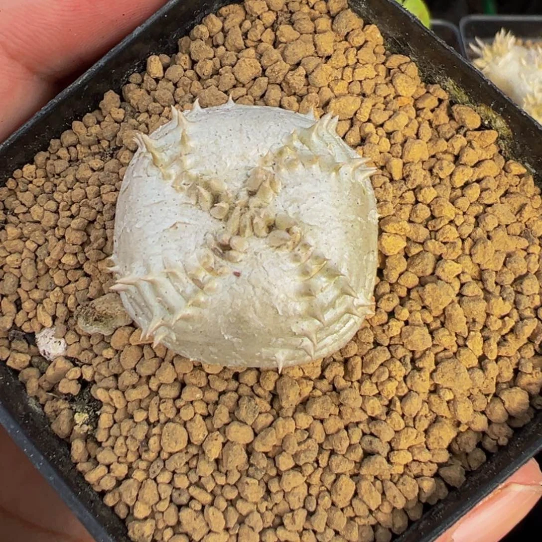 s***?惠比須笑實生大風車