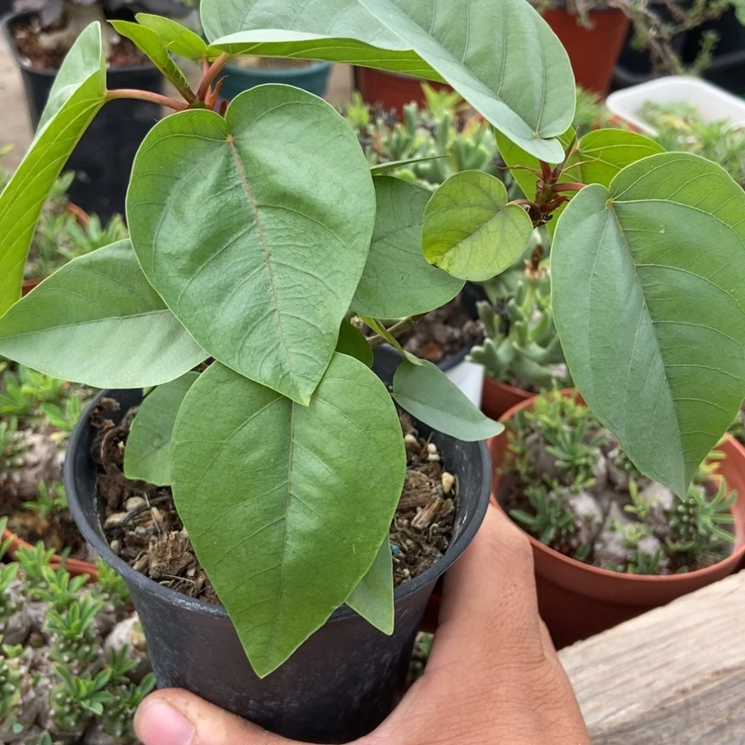 兜***•块根植物多肉植物