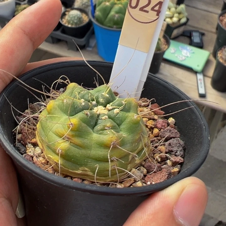 二*花sb939鹿角柱属宇宙殿