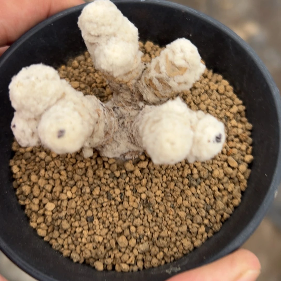 婉****?刨花厚敦菊多肉植物