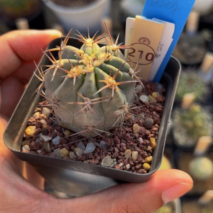 @**勇白蜡阿寒玉p143