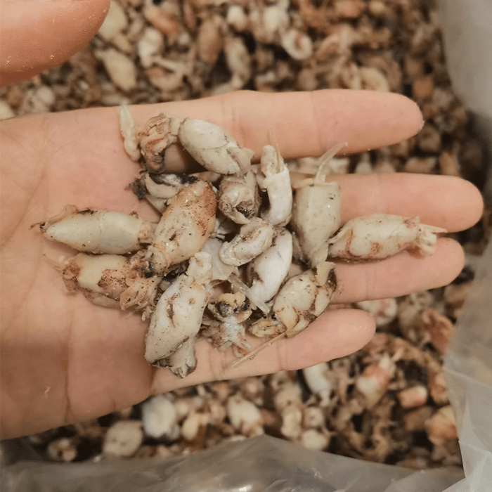 鱿鱼仔 珠海特产 海兔子鱿鱼筒海鲜干货 250g/500g