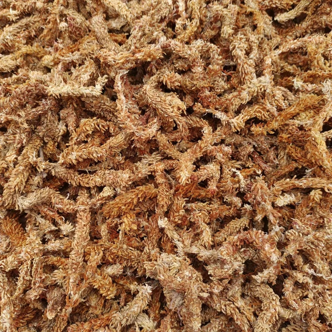 智利水苔藓毛毛虫粗壮蝴蝶兰热植兰花石斛食虫植物专用土无菌保湿