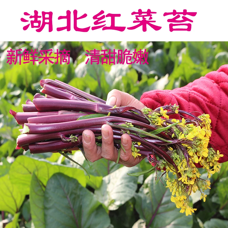 湖北洪湖本地红菜苔紫菜薹食用农产品2-4斤新鲜蔬菜农家菜