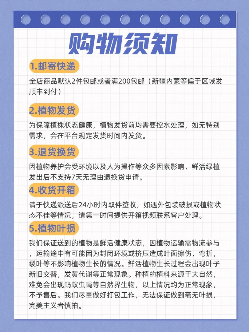 亚皇鹿角蕨孢子苗 亚猴皇冠交种鹿角蕨