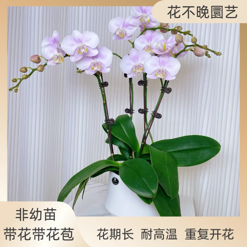 蝴蝶兰《天使》欧品花稀有的室内优质艺术组盆美观好养耐养室内花卉