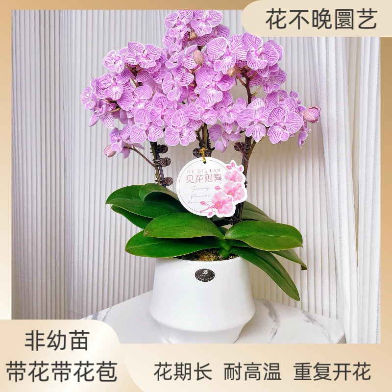 【浪漫樱花】蝴蝶兰鲜花 花期长易养 绿植 送礼 家居摆件