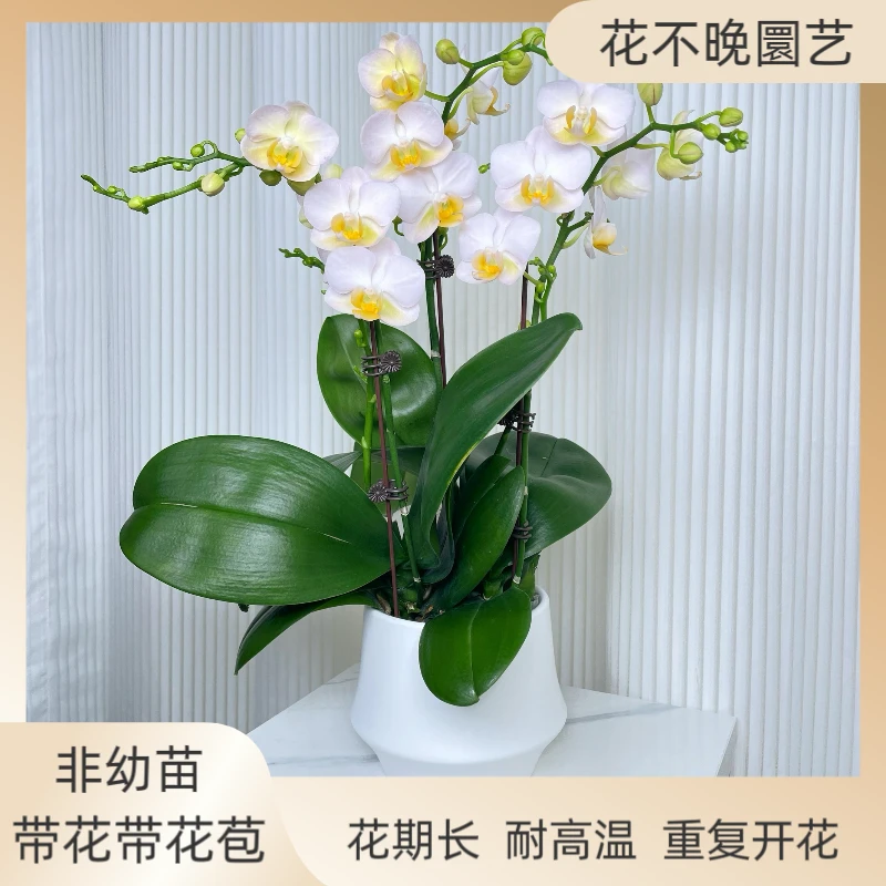 蝴蝶兰【勃艮第】欧品稀有品种 客厅 前台办公室 鲜花绿植 碧绿爆根