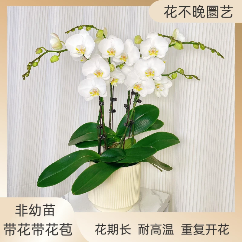 蝴蝶兰【大白V3】大白室内花卉 客厅乔迁婚礼送礼 带花带花苞好养活