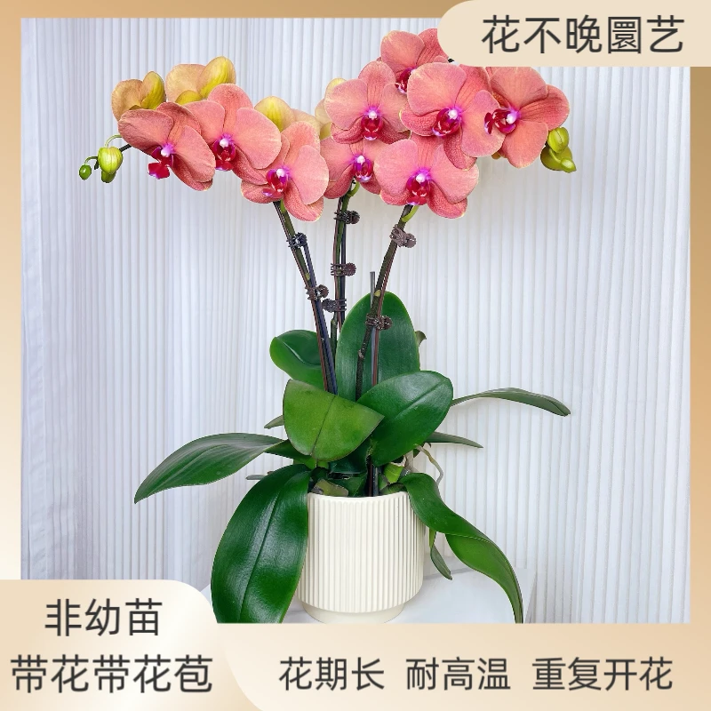 蝴蝶兰【椪柑】新手好养艺术组盆盆栽花色娇艳叶片碧绿室内花型