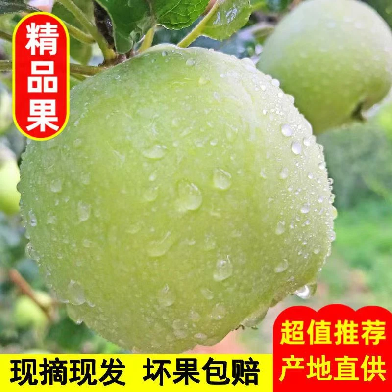 黑石汪沂蒙山新鲜青苹果鲜果应季孕妇水果农家现摘现发
