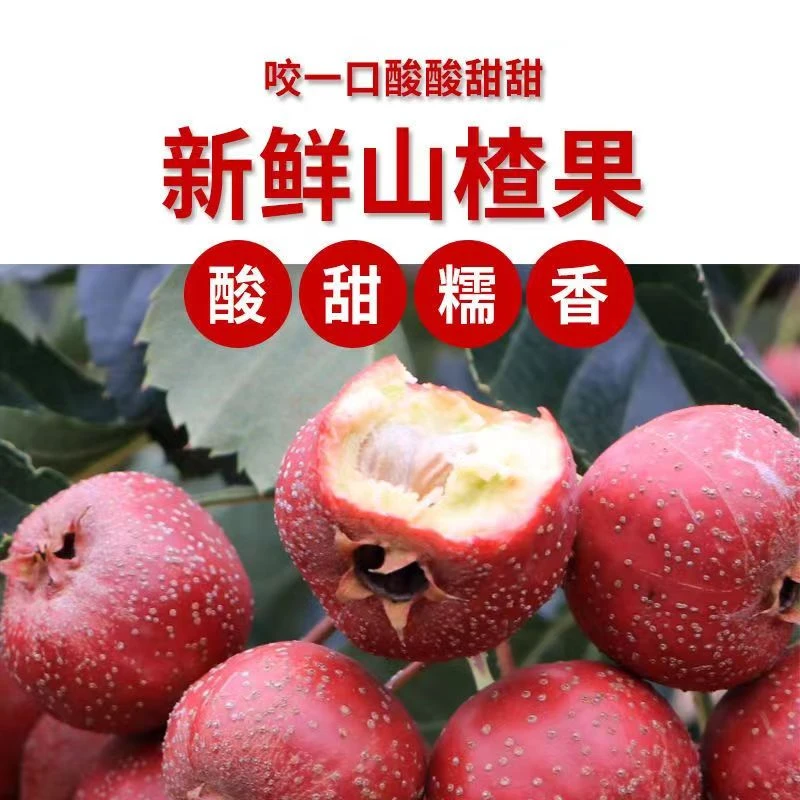 新鲜山楂果鲜果大金星山里红果冰糖葫芦原料家用山楂片用商用开胃