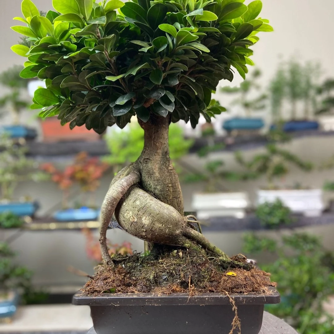 【大榕树】人参榕盆栽盆景