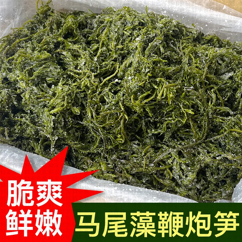 新鲜盐渍马尾藻鞭炮竹海翠藻海草谷穗龙须菜长寿菜酒店食材批发