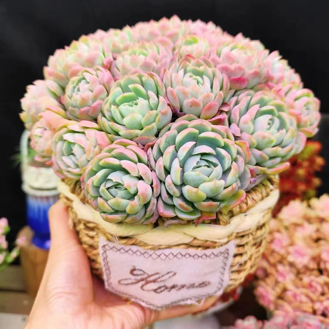 X 香水贝瑞+编织篮 精品多肉耐旱耐冻种植新手好养