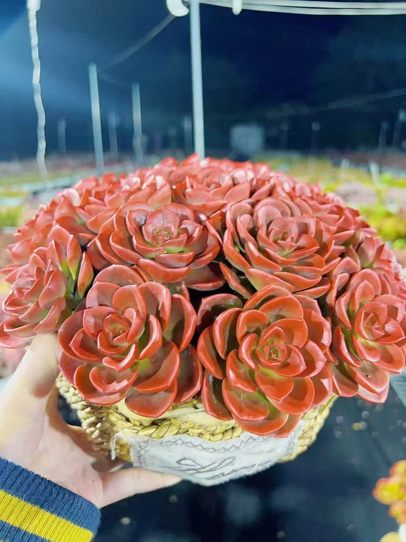 X 红酒玫瑰+草编篮 精品多肉耐旱耐冻种植新手好养