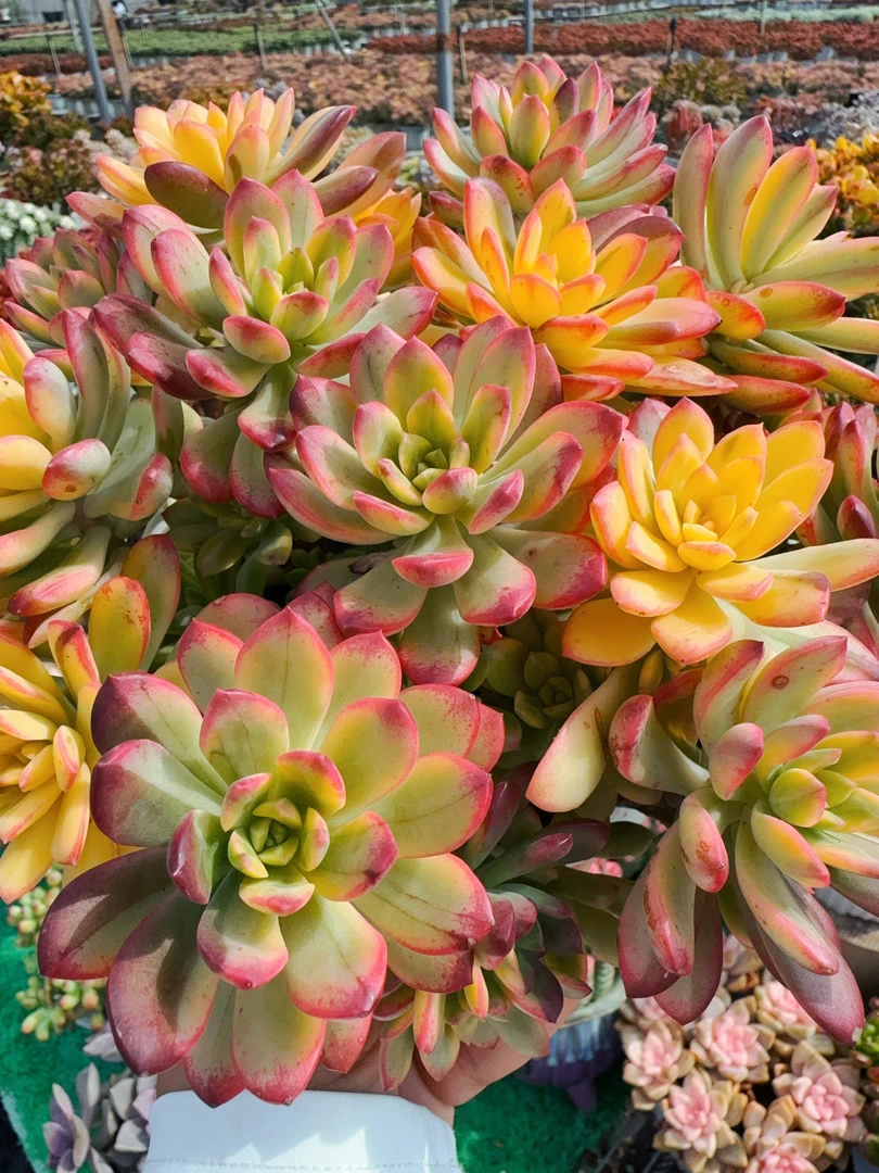 X 七彩云南 精品多肉耐旱耐冻种植新手好养