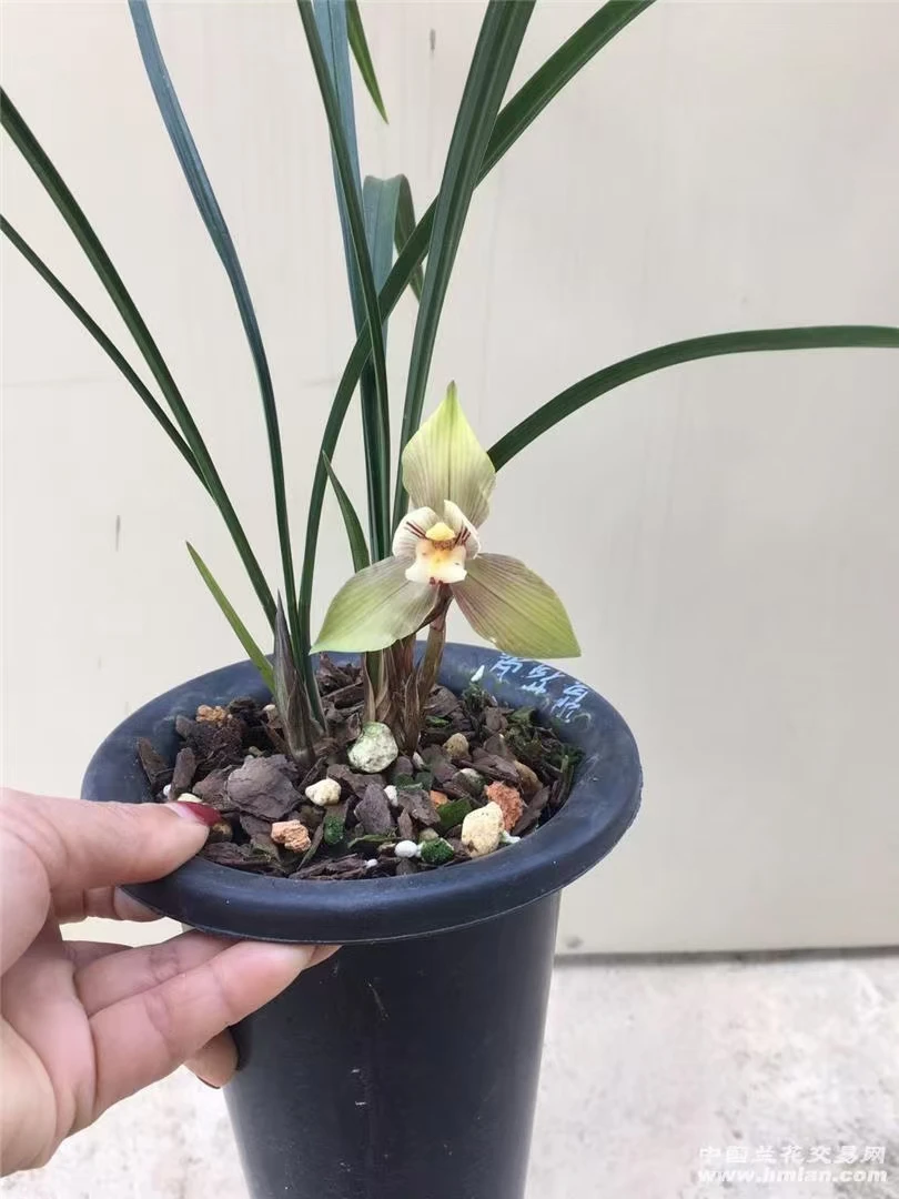 翼荷鼎兰花盆栽正品春兰兰花苗蝉翼兰荷型扑蜂翼大花