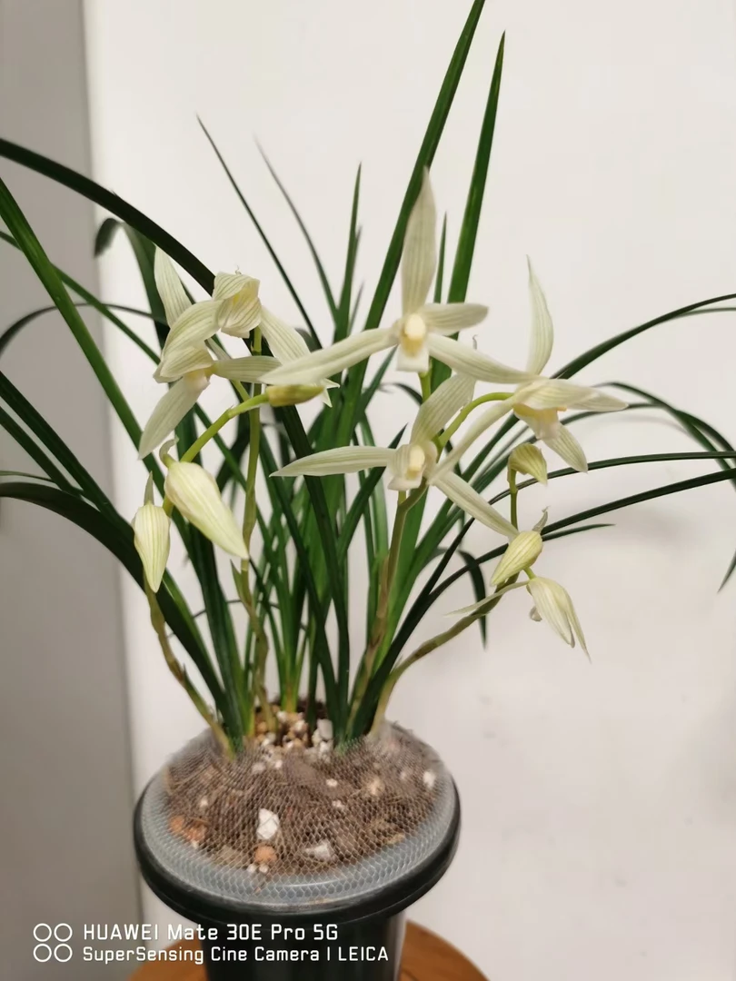 云南名品浓香兰花苗 莲瓣兰 大雪素  兰花盆栽阳台花卉绿植包邮