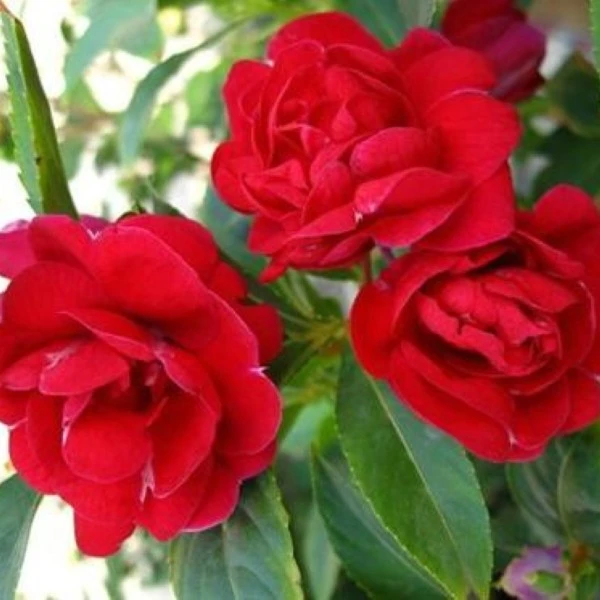 新品种茶花凤仙种子100粒包邮(送种子)