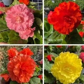 进口大花球根海棠(送种子)