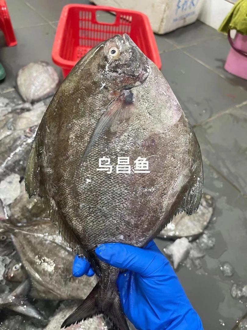 神泉港  乌鲳鱼  5斤