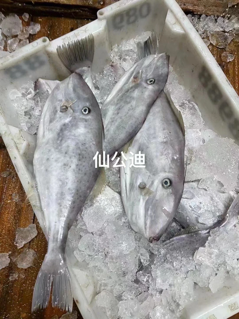 神泉港 仙公大特 5斤