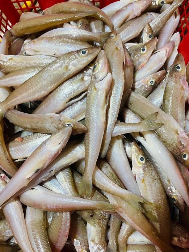 神泉港  山尖/沙尖  10条左右  5斤