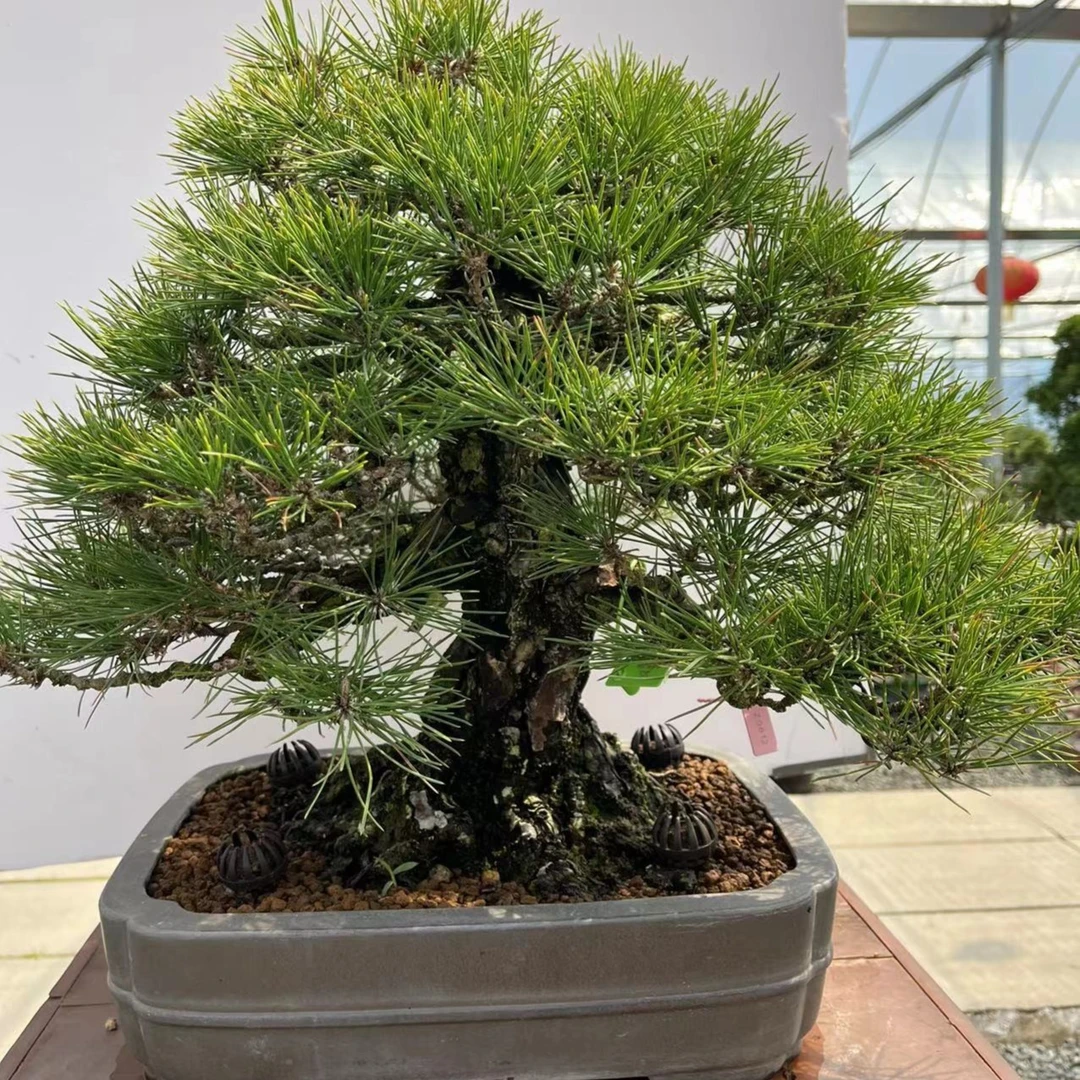 鹿鸣盆景园 松柏杂木类盆景 罗汉松黑松 造型美观 一物一拍植物
