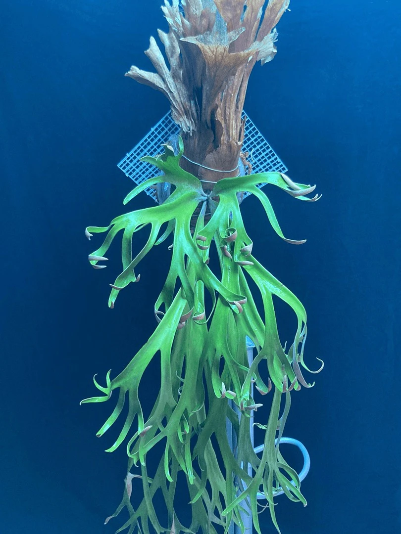 巴厘爪哇 Bali Finger Dancer 鹿角蕨 孢子苗 8cm盆径