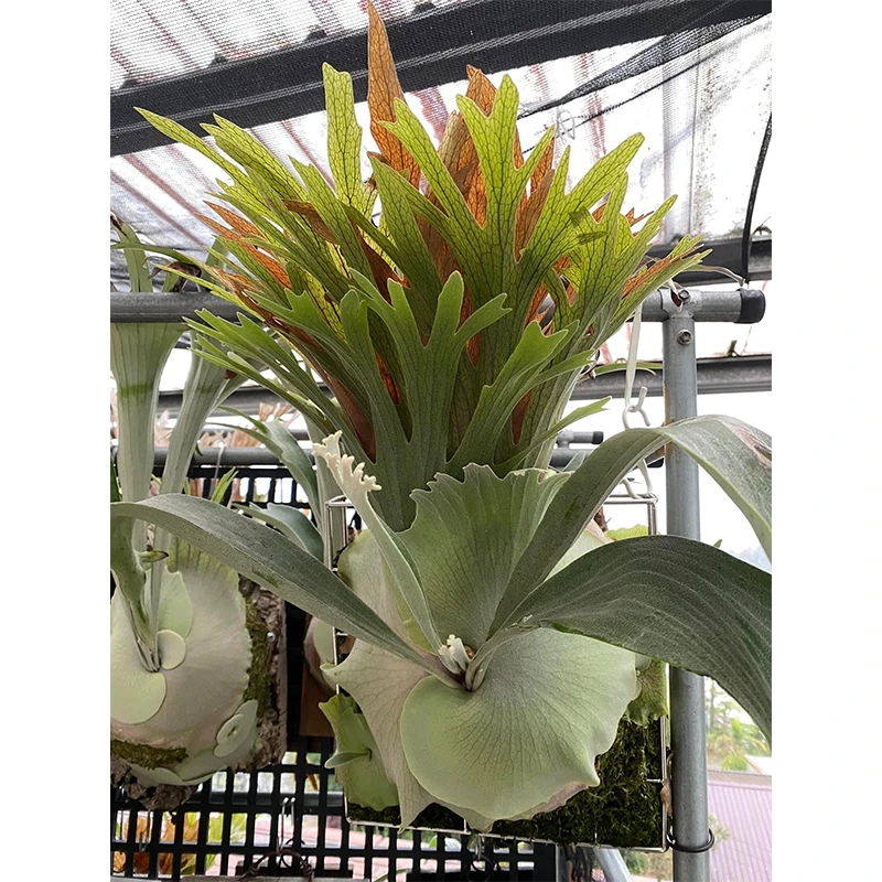 粉雪鹿角蕨 侧芽