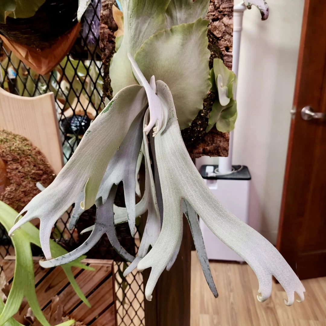Zero鹿角蕨侧芽
