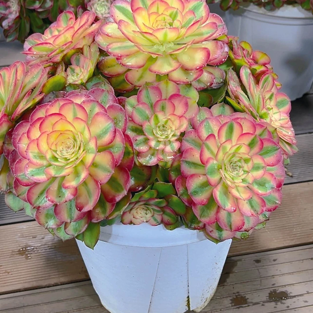 【闪购商品】红陶珍*惜1111111111