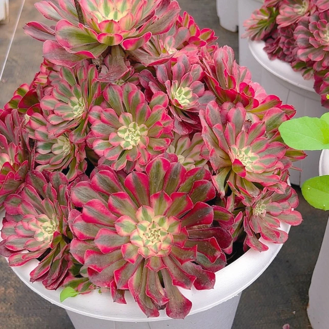 【闪购商品】红陶20CM（含）-50CM（不含）朱*梅111111111