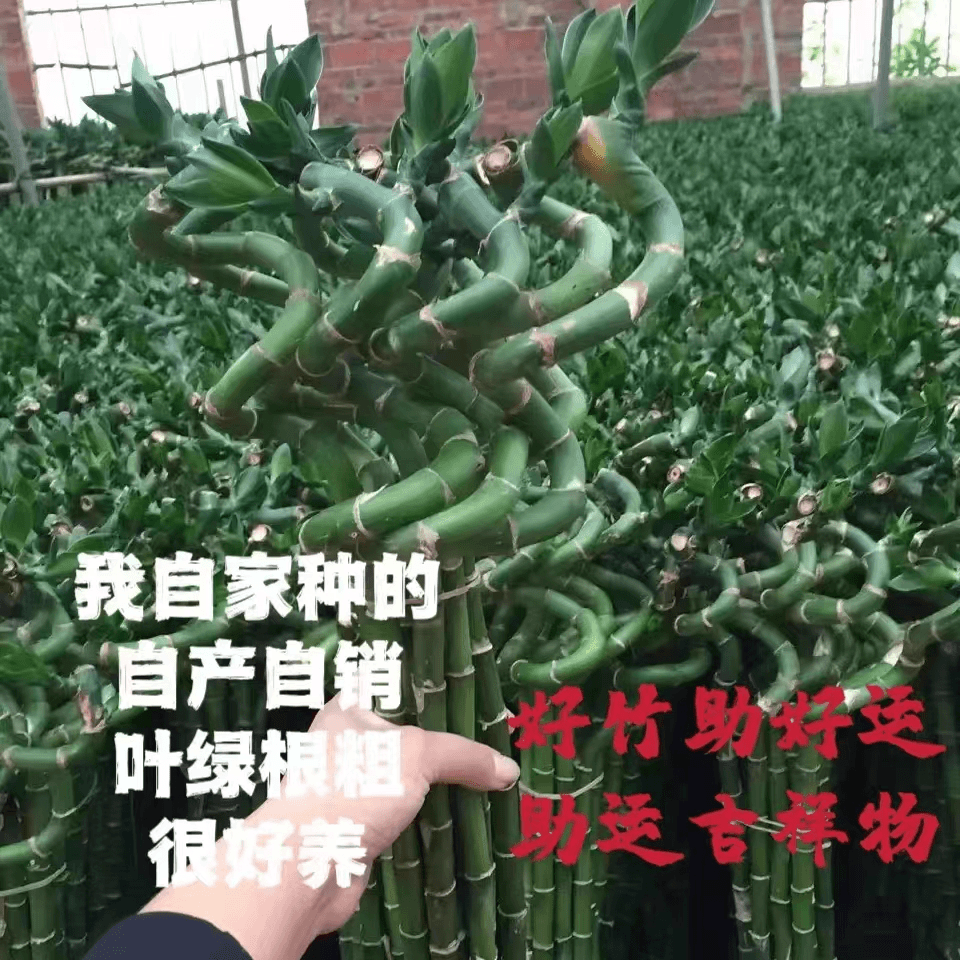 带根转运竹转好运弯竹水培富贵竹水培水培办公室客厅绿植旺宅招财