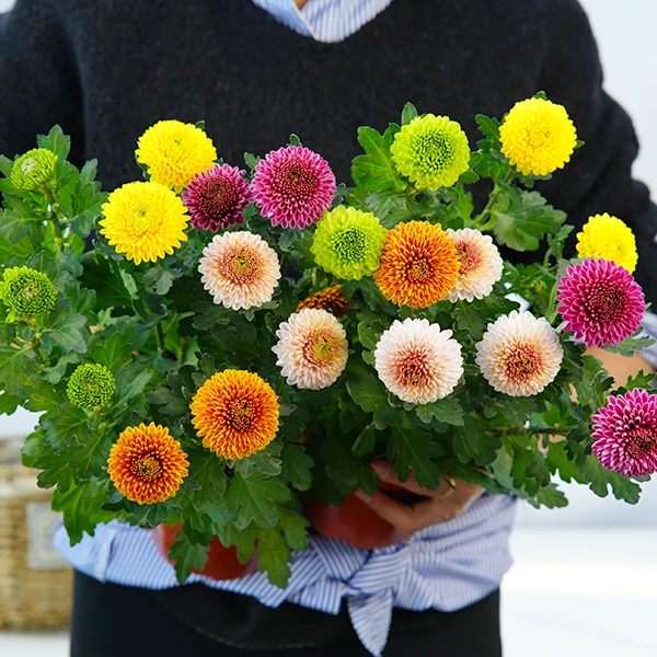 【乒乓菊】Q萌可爱美观小清新 阳台新宠 云南基地直发