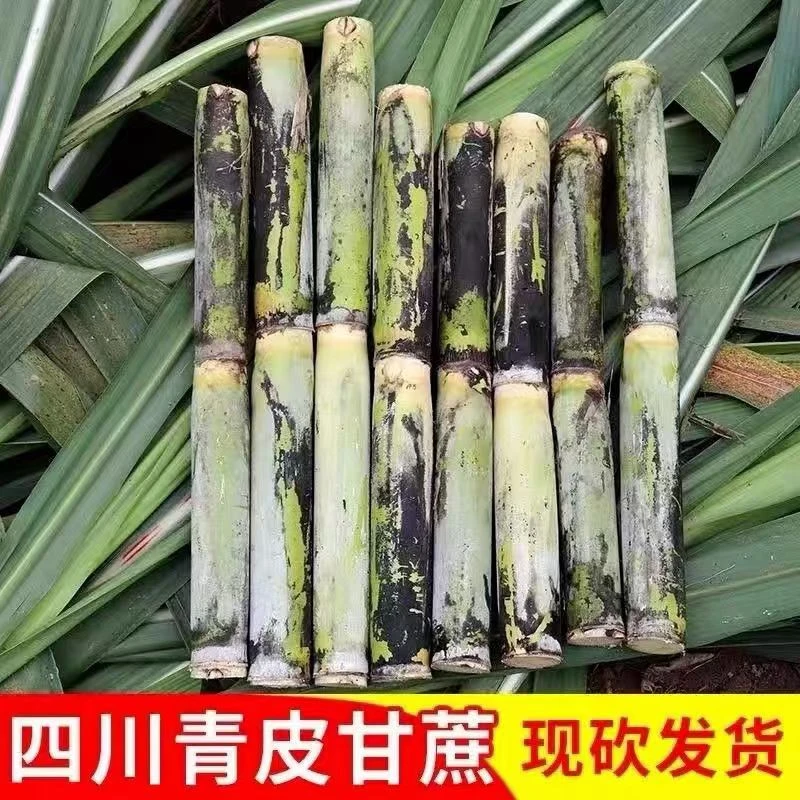 晓龙优选 四川特产青皮甘蔗新鲜脆皮多汁水果甘蔗
